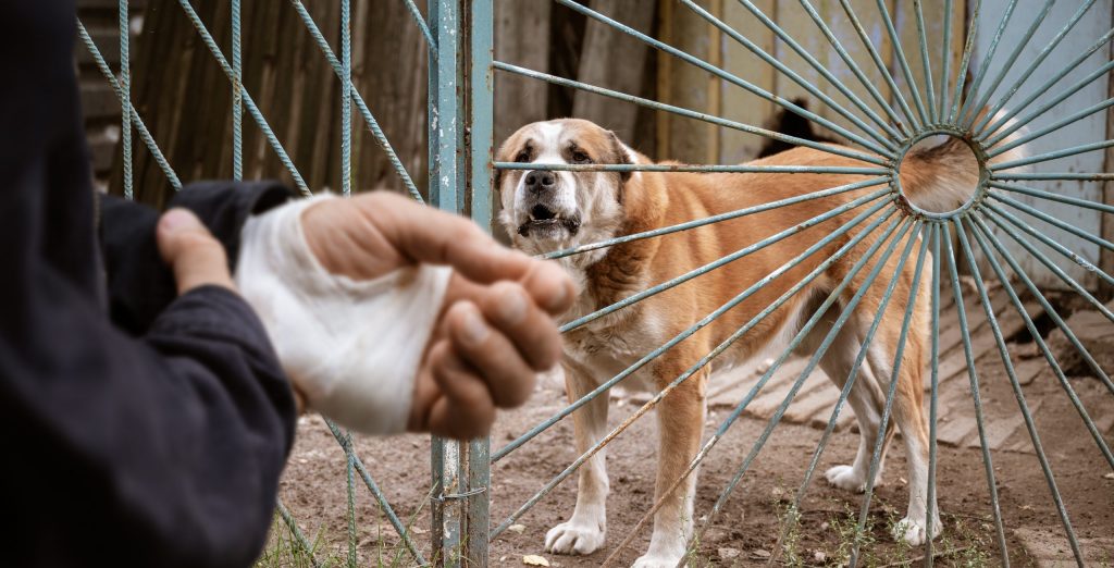 The male dog Alabai bit the man's hand. Bandaged human hand after dog bite Concept of animal care and rabies prevention