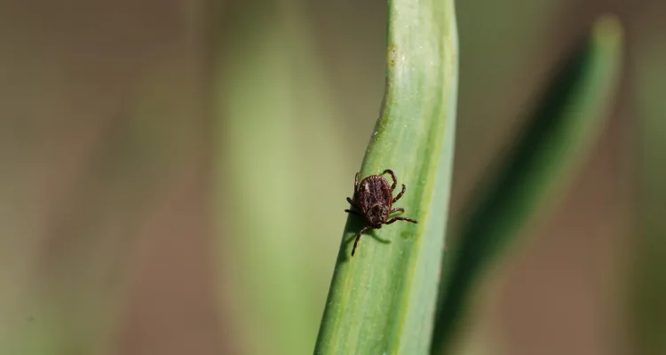 Close-up of tick on green blade of grass crawling down. Blood-sucking insect, tick-borne encephalitis, borreliosis, Hemorrhagic fever, Tularemia.